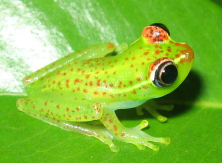 Boophis spec.