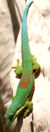 Phelsuma lineata lineata