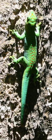 Phelsuma madagascariensis boehmi