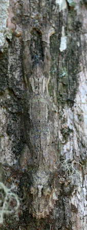 Uroplatus sikorae