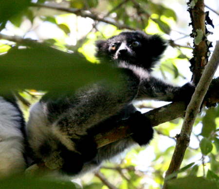 Indri