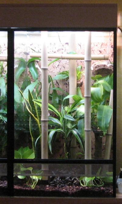 Terrarium für 1,1 P.cepediana