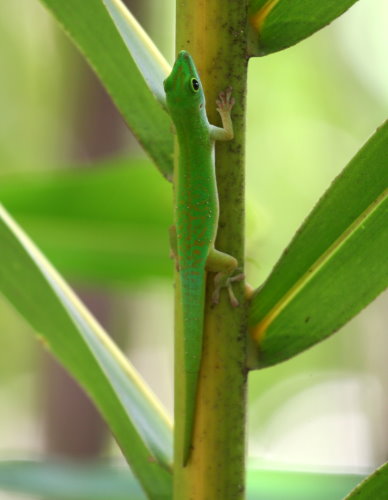 P.astriata semicarinata