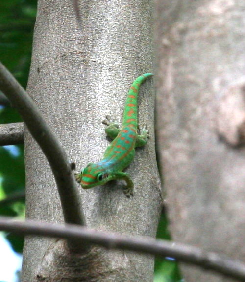 Phelsuma guimbeaui