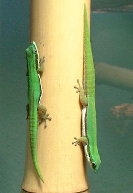 Prchen von Phelsuma nigristriata