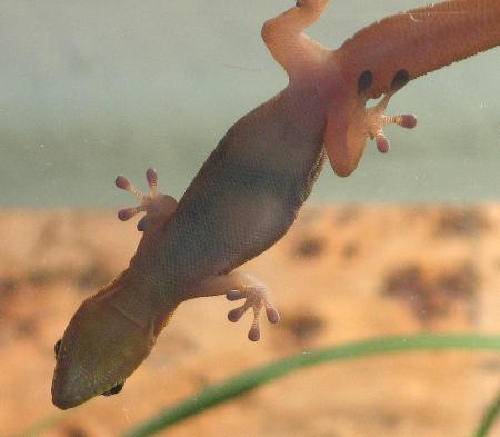 Gravides Weibchen von Phelsuma laticauda angularis