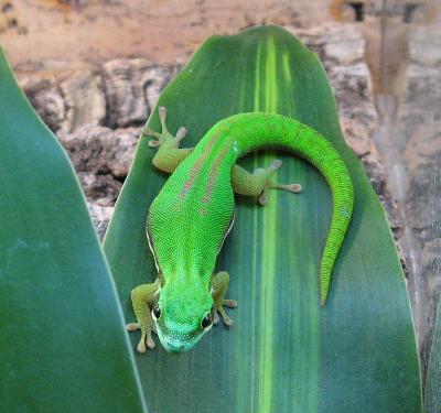 Gravides Weibchen von Phelsuma nigristriata