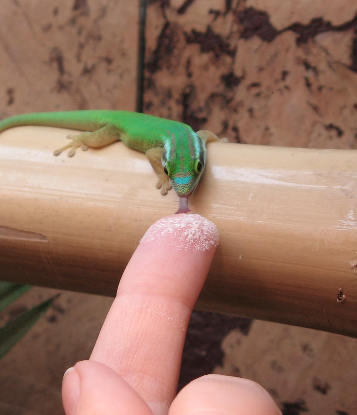 P.inexpectata schleckt Day Gecko Food