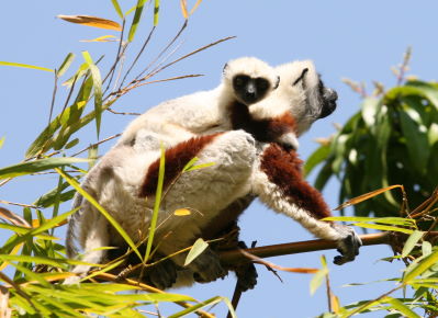 Sifaka mit Baby