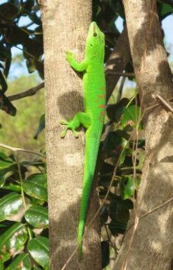 Phelsuma grandis