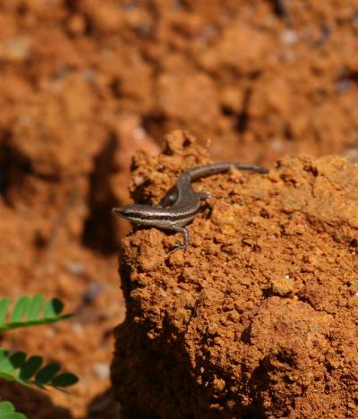 kleiner Skink