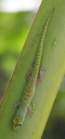 Phelsuma guttata