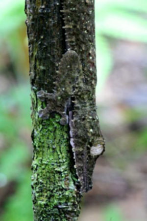 Uroplatus fimbriatus