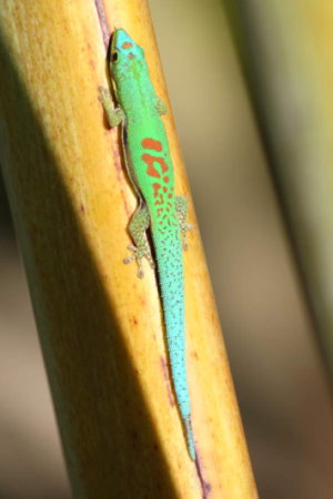 Phelsuma pusilla pusilla