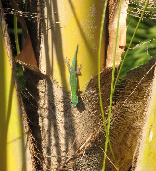 Phelsuma cepediana