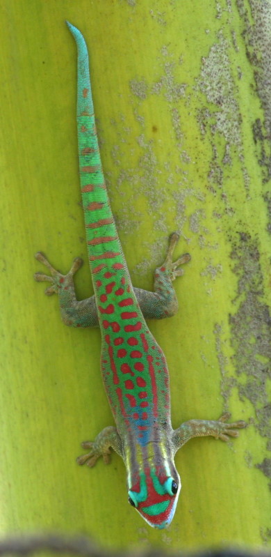 P.ornata auf Mauritius (Ostkste)