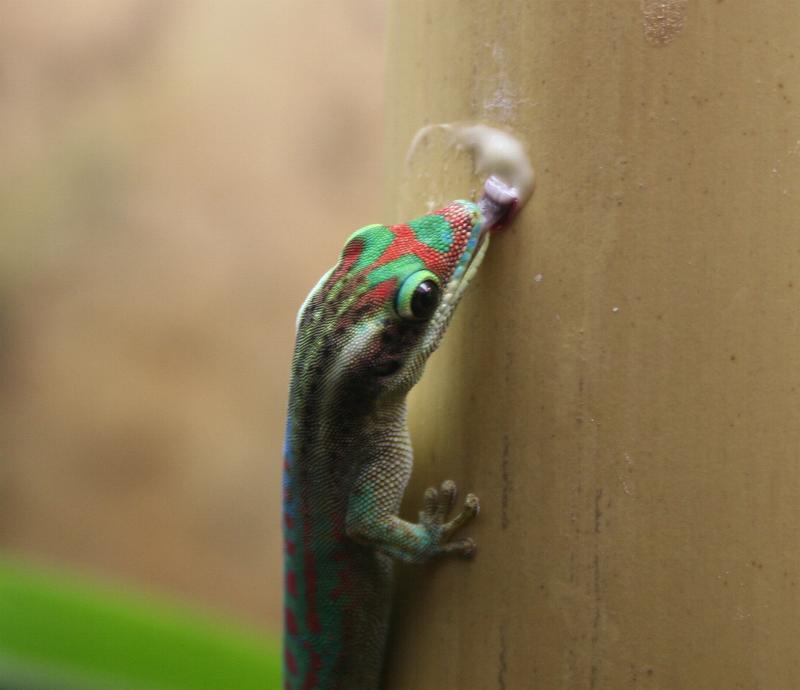 1,0 P.ornata in unserem Terrarium