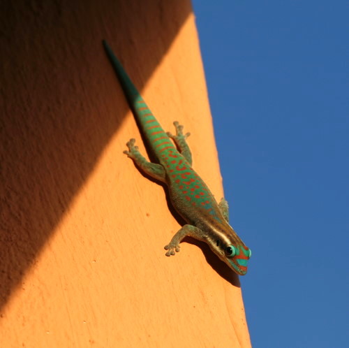 Phelsuma ornata