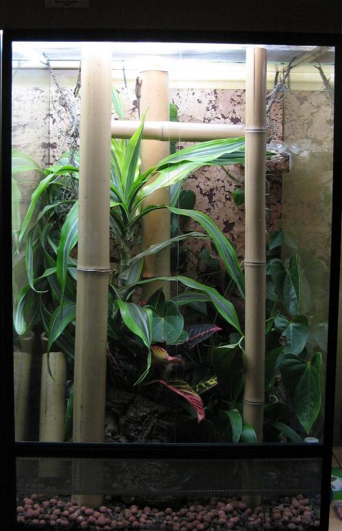 Terrarium für 1,1 P.ornata